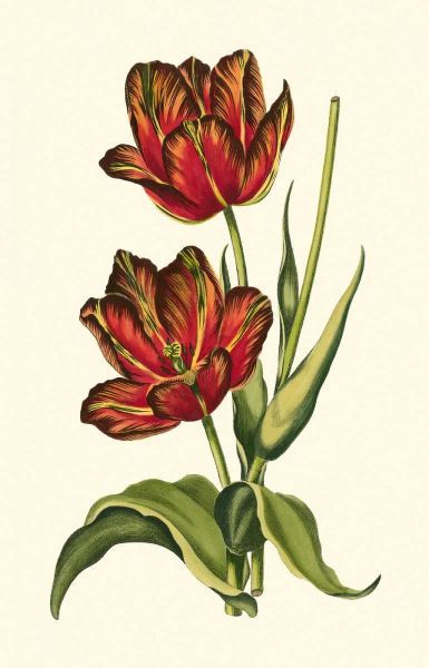 Vintage Tulips V