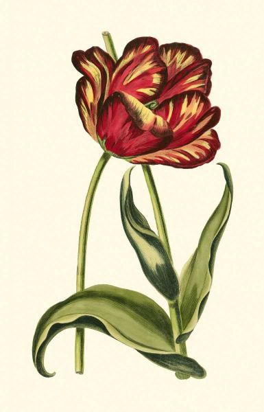 Vintage Tulips VI