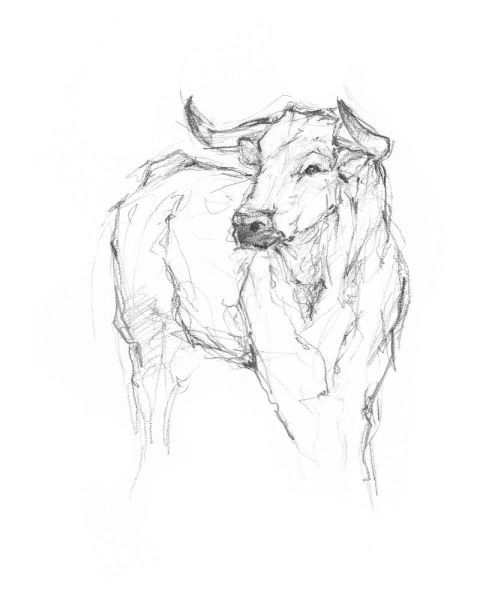 Bull Study I