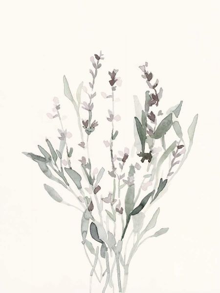 Delicate Sage Botanical V