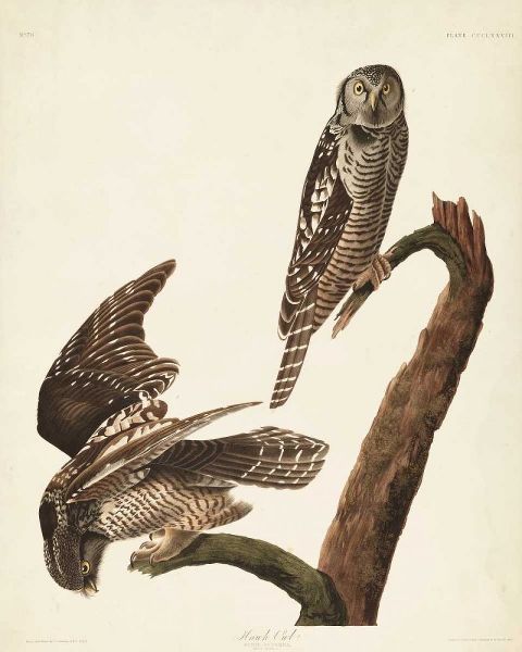 Pl 378 Hawk Owl