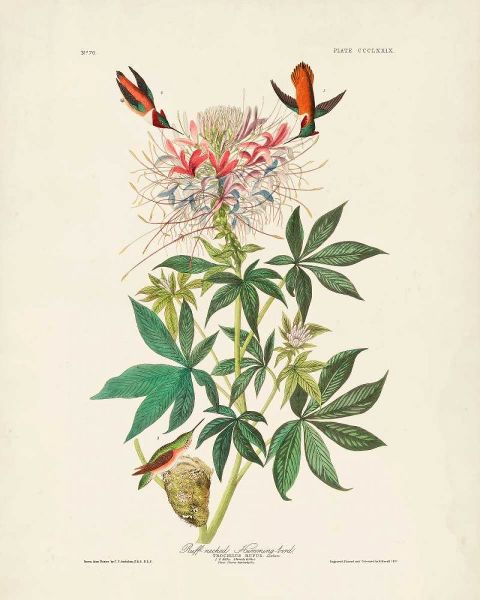 Pl 379 Ruff-necked Hummingbird