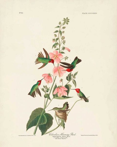 Pl 425 Columbian Hummingbird