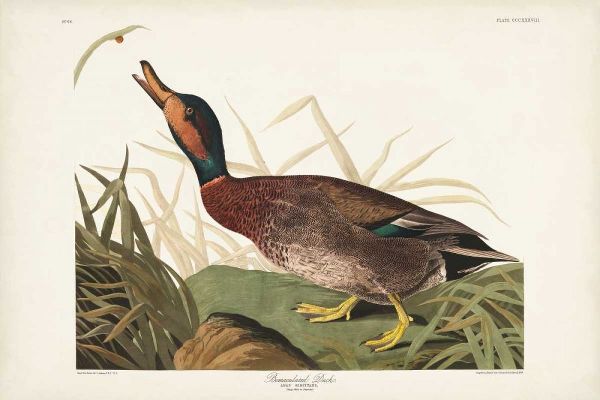 Pl 338 Bemaculated Duck