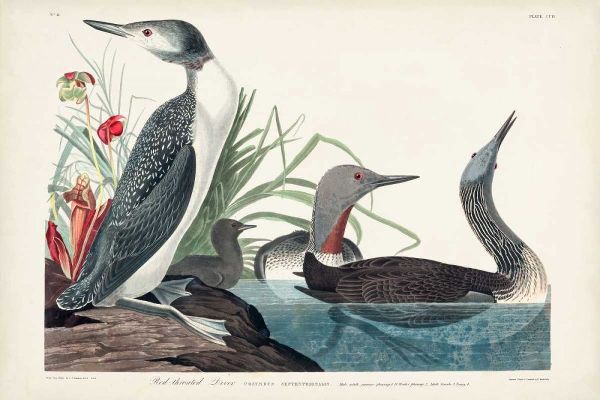 Pl 202 Red-throated Diver