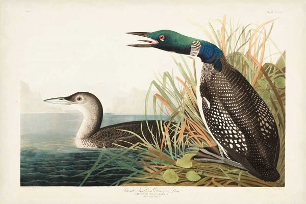 Pl 306 Great Northern Diver or Loon