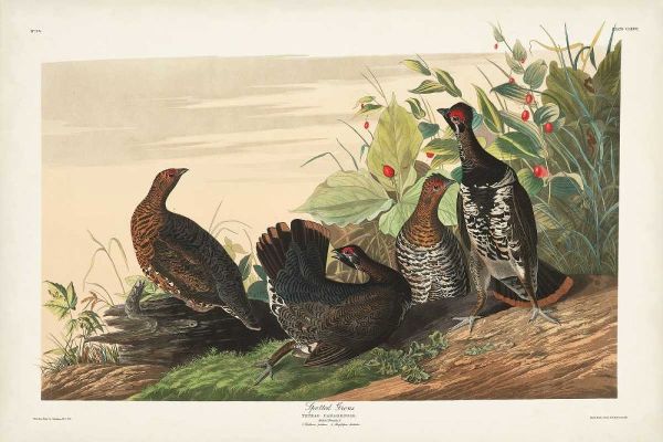 Pl 176 Spotted Grouse