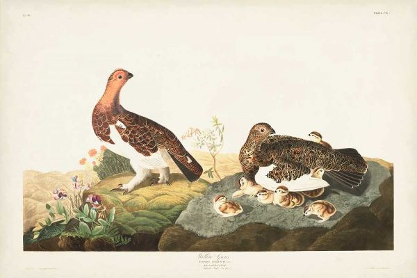 Pl 191 Willow Grouse