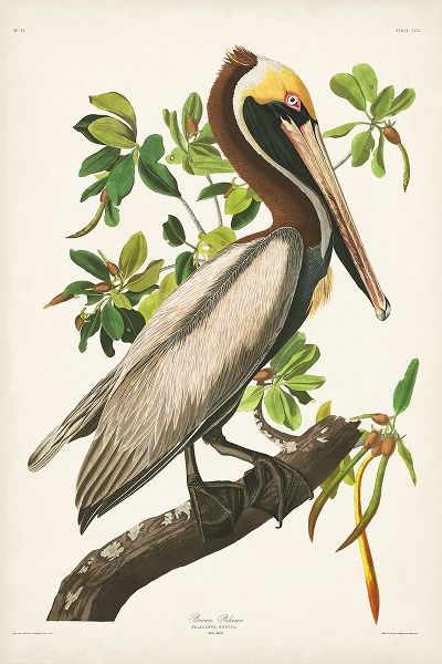 Pl 251 Brown Pelican