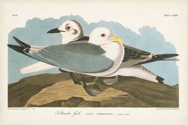 Pl 224 Kittiwake Gull