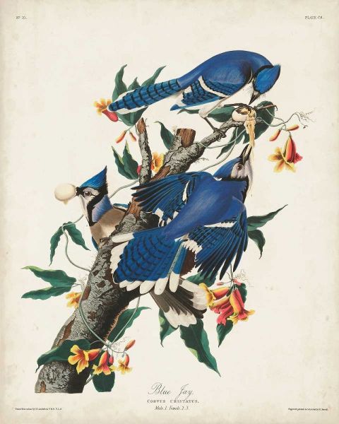 Pl 102 Blue Jay