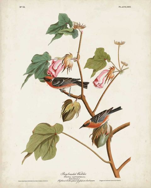 Pl 69 Bay-breasted Warbler
