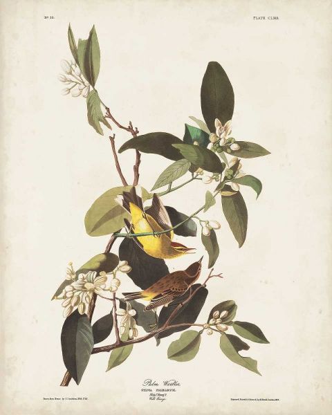 Pl 163 Pine Warbler