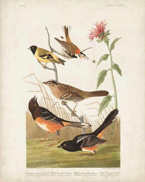 Pl 394 Chestnut Coloured Finch