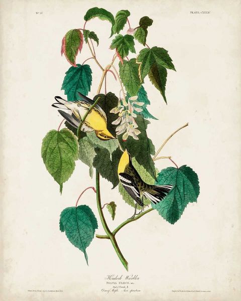 Pl 134 Hemlock Warbler