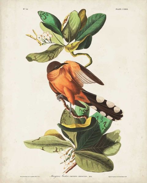 Pl 169 Mangrove Cuckoo