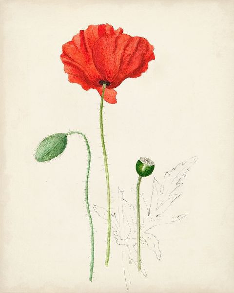 Watercolor Botanical Sketches IX