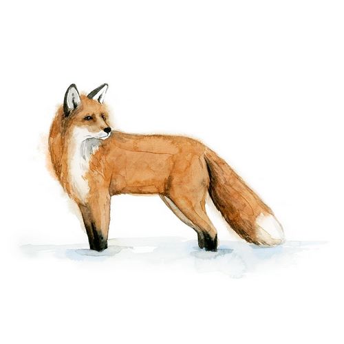 Snow Fox II