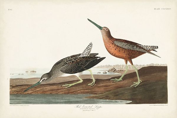 Pl. 335 Red-breasted Snipe