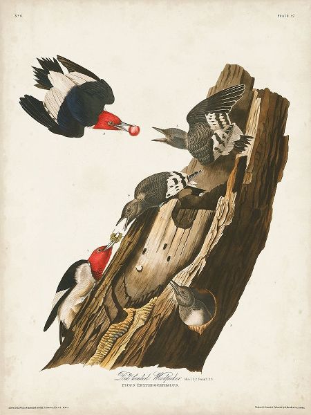 Pl. 27 Red-headed Woodpecker