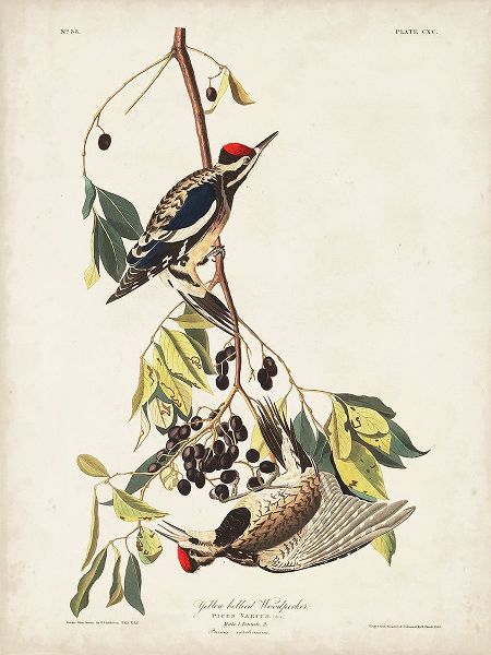 Pl. 190 Yellow-bellied Woodpecker