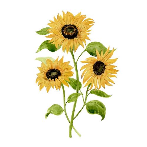 Sunflower Trio I