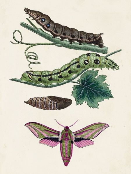 Caterpillar and Moth VI