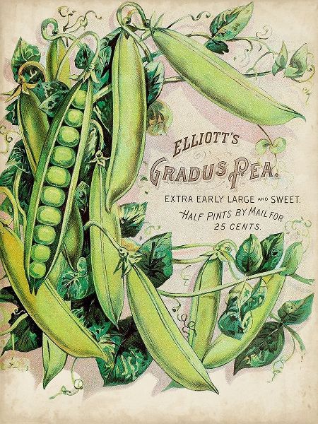 Antique Seed Packets V