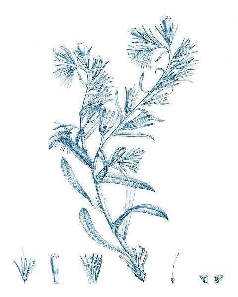Antique Botanical in Blue II