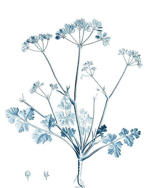 Antique Botanical in Blue IV