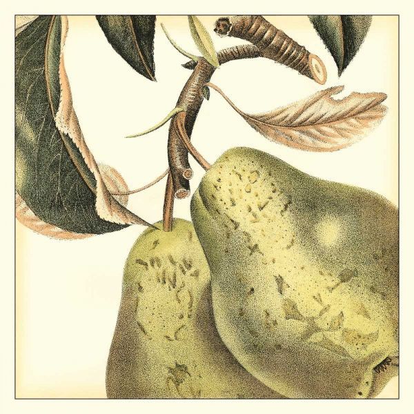 Graphic Pear