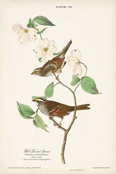 Pl.8 White-throated Sparrow