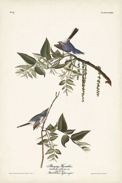 Pl. 84 Bluegrey Flycatcher