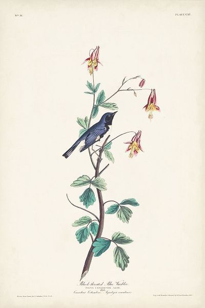 Pl. 155 Black-throated Blue Warbler
