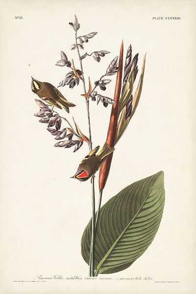 Pl. 183 American Golden-crested Wren