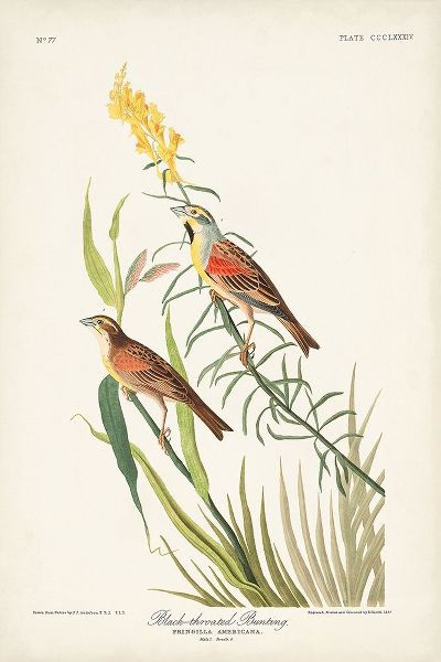 Pl. 384 Black-throated Bunting