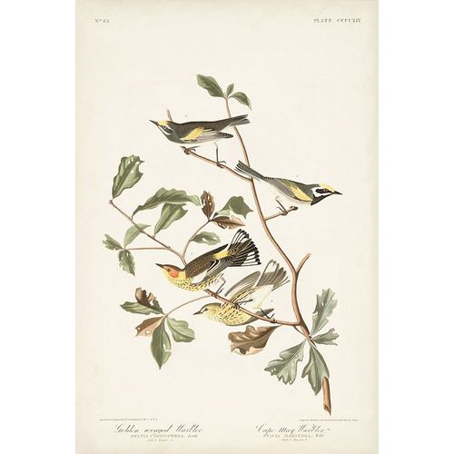 Pl. 414 Golden-winged Warbler