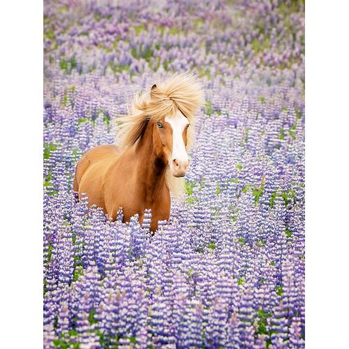Horse in Lavender I