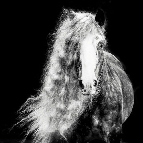 Black and White Horse Portrait I