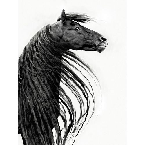 Black and White Horse Portrait II