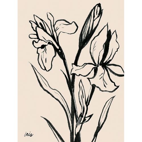 Iris Sketch IV