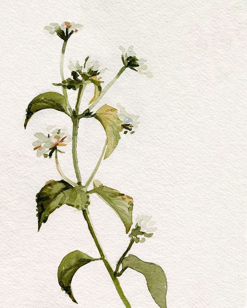 Caroline, Emma 아티스트의 White Antique Wildflower I작품입니다.