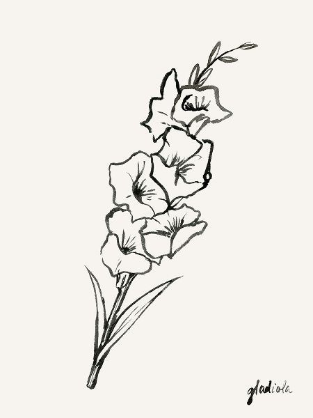 Gladiola Sketch II