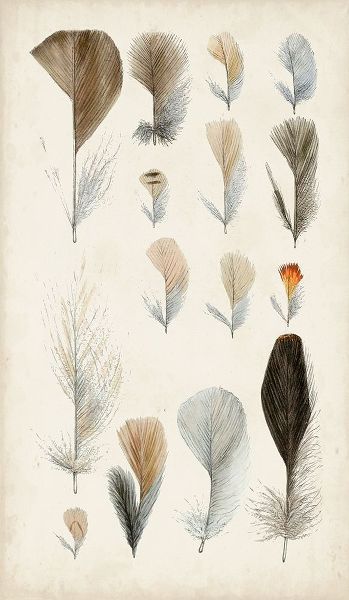 Antique Bird Feathers I