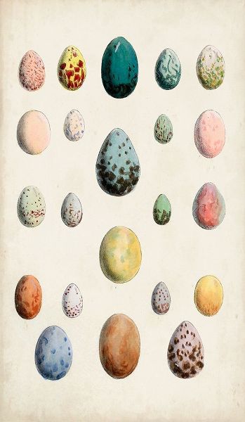 Antique Bird Eggs II