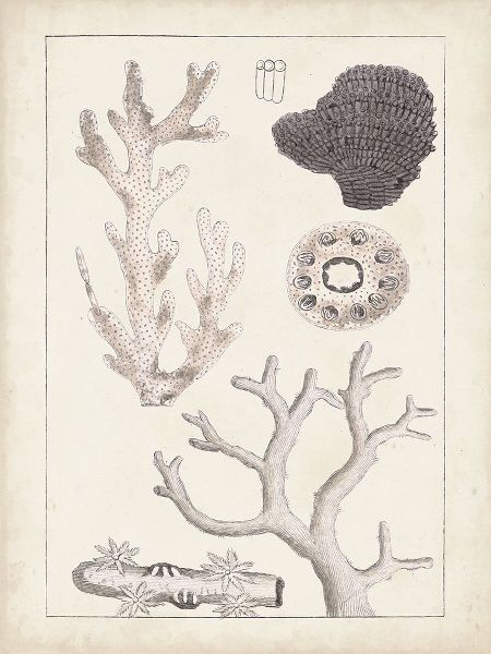 Antique White Coral II