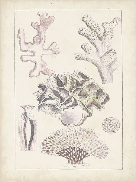 Antique White Coral IV