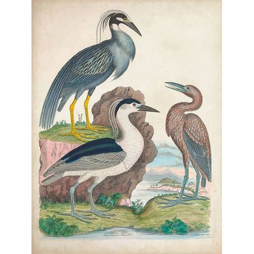 Antique Heron and Waterbirds I