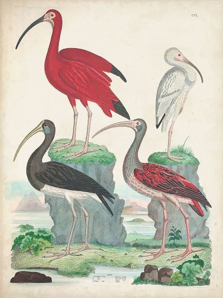 Antique Heron and Waterbirds II
