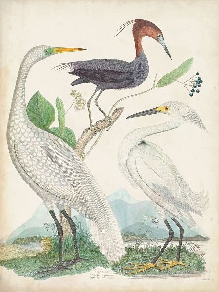 Antique Heron and Waterbirds III